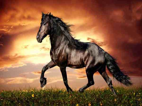 Mơ thấy con ngựa có điềm báo gì và đánh số nào?