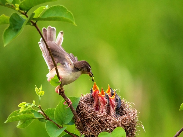 Mơ thấy tổ chim có điềm báo gì và đánh con số nào may mắn?