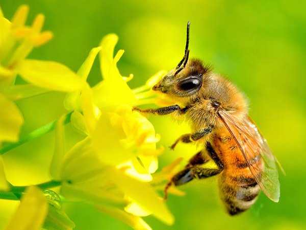 Nằm mơ thấy ong là điềm hên hay xui? Đánh số mấy?