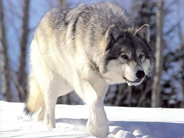 Ý nghĩa giấc mơ thấy chó sói đánh con gì lộc phát?