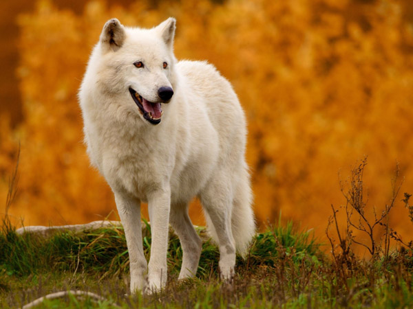 Giải mã giấc mơ thấy chó sói là điềm báo tốt hay xấu?