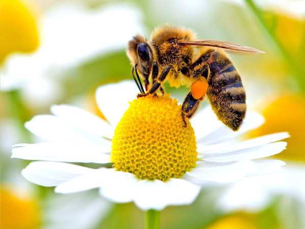 Giải mã ý nghĩa giấc mơ thấy con ong?
