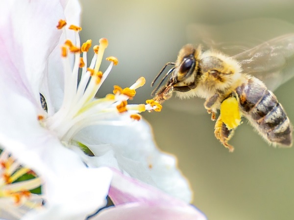 Mơ thấy con ong số mấy? là điềm hên hay xui?
