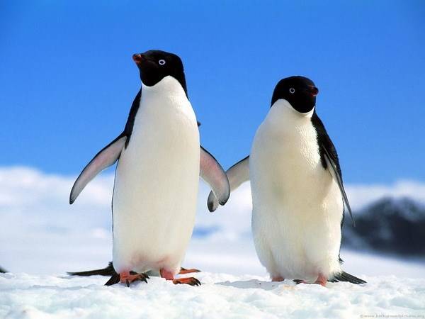 Chim cánh cụt số mấy? Nằm mơ thấy chim cánh cụt đánh con gì
