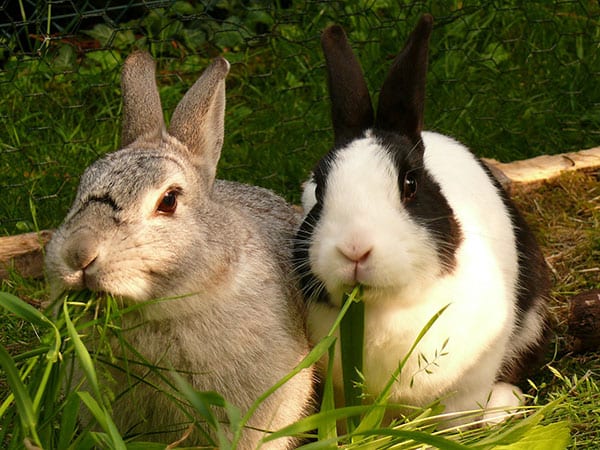 Nằm mơ thấy con thỏ may hay xui đánh con gì chuẩn xác nhất?