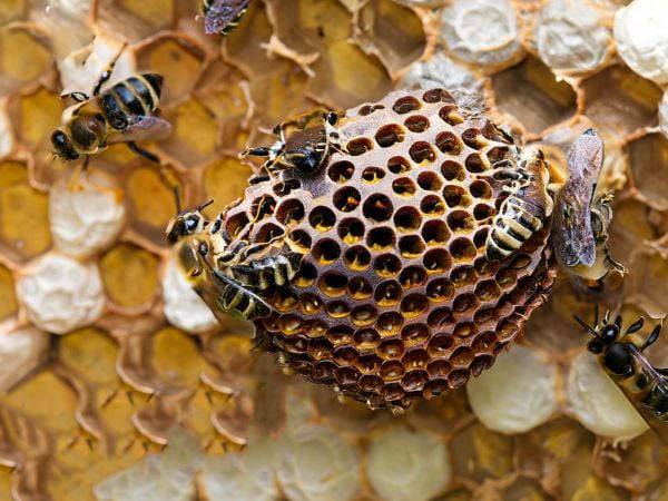 Mơ thấy tổ ong mật, ong vò vẽ có liên quan tới tiền tài?