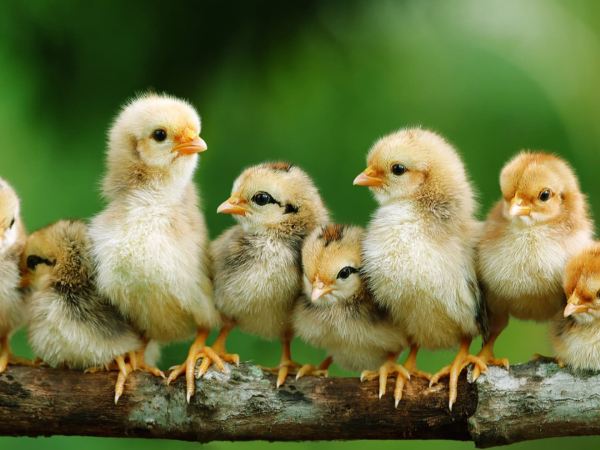 Mộng thấy đàn gà con bị bắt mất hoặc bị người khác đuổi bắt