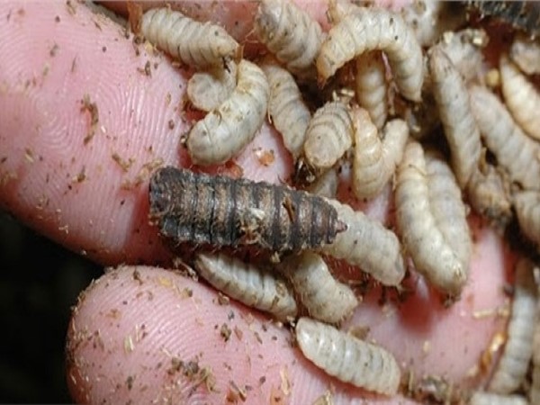 Mơ thấy rất nhiều dòi bò lúc nhúc