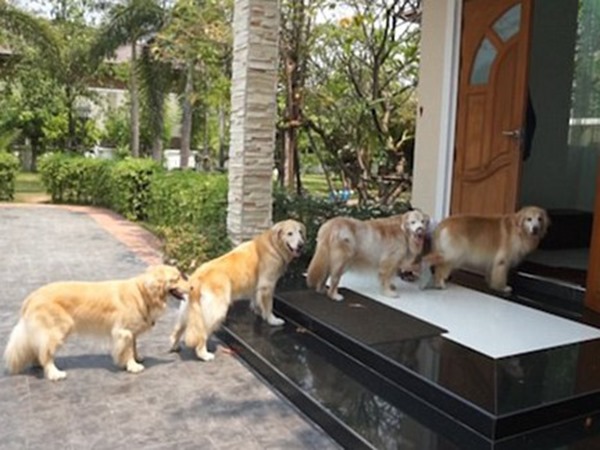 Nằm mơ thấy chó vào nhà là điềm gì, dữ hay lành?