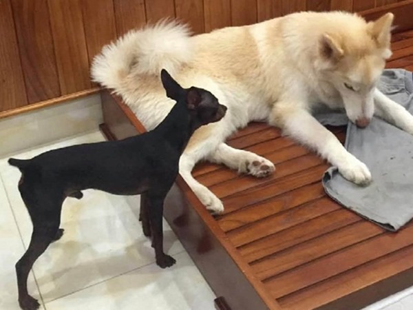 Nằm mơ thấy chó vào nhà là điềm gì, dữ hay lành?