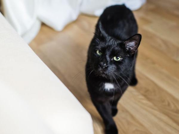Nằm mơ thấy mèo đen vào nhà là điềm gì?