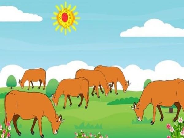 Nằm mơ thấy đàn bò vàng là tốt hay xấu?