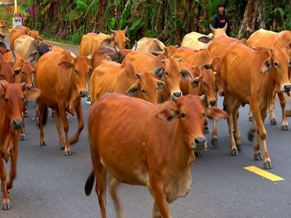 Giải mã chi tiết các giấc mơ thấy đàn bò vàng