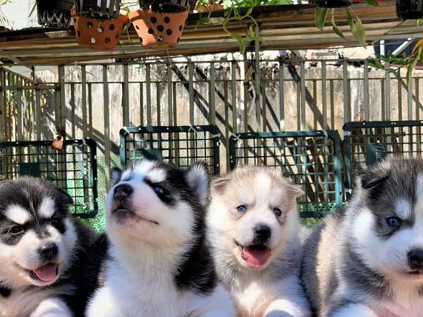 Giải mã giấc mơ thấy đàn chó con là điềm gì, chọn con gì?