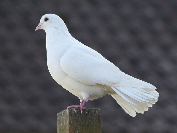 Nằm mơ thấy chim bồ câu điềm gì: Điềm lành hay dữ đây?