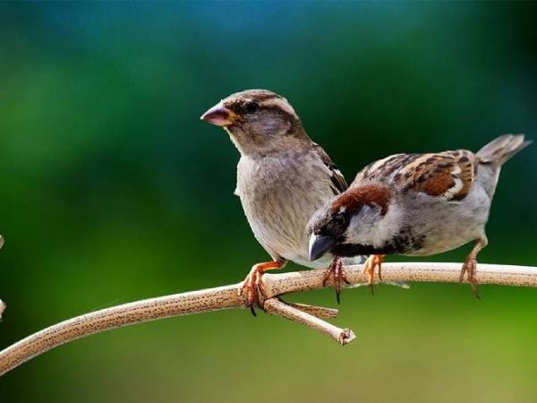 Chiêm bao thấy chim sẻ kiếm mồi